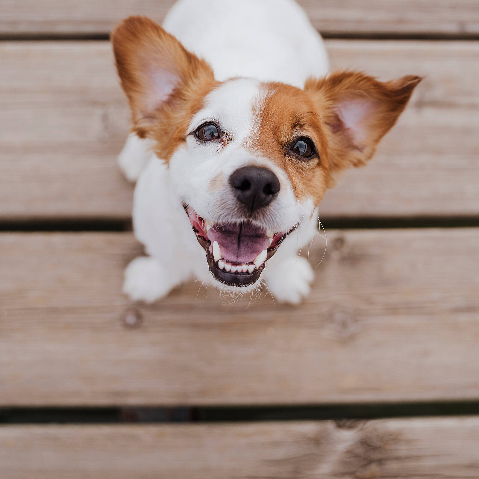 Öffnet die Seite 'Körpersprache und Kommunikation - Verstehst du deinen Hund?' ©Eva -Adobe Stock